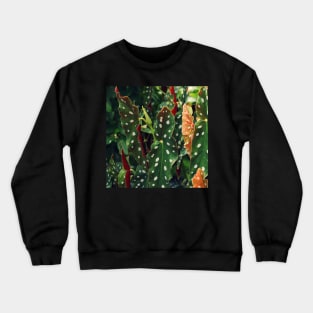 Begonia Polka Dot Plant in garden Crewneck Sweatshirt